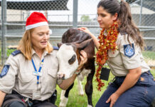 Tips to ensure your pets also get the best Christmas