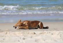 Woman fined $2500 for feeding dingo
