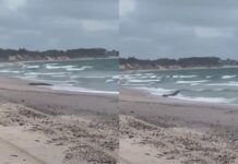 Wide Bay croc escapes ‘to the north’