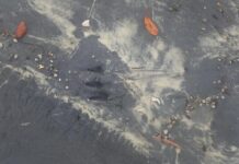 Crocodile sighted at Inskip