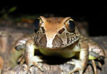 Gympie students find frogs