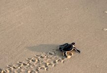 102 tiny turtles reach ocean