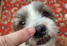 Tay Tay becomes top inspo for pet names