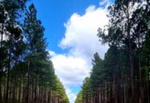 Our link to major forestry centre