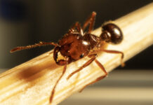 Sky strike to begin on fire ants