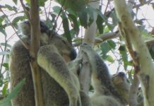 ‘Zombie’ approval threatens koalas