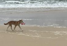 Hospital flight after dingo injures child on K’gari