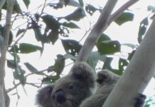Koala breeding season underway in Gympie