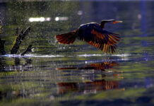 Dive into Mary River Month