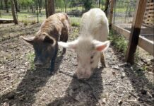 Adoptees are total Babes