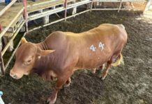 Farmers booming optimism