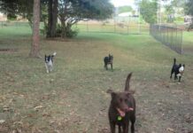 Rampaging joy at dogs’ day out