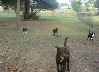 Rampaging joy at dogs’ day out
