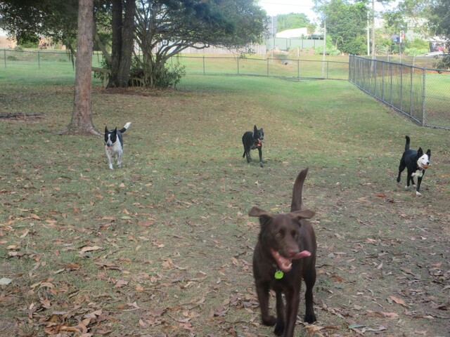 dogs_512933_01
