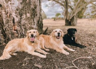 Summer the most dangerous season for pets