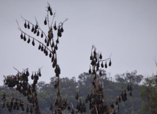 Council forming new plan for Flying Foxes