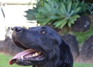 Police mourn dogged friend