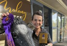 Climbing the cheese mountain