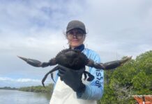 Shell-ebrating healthy giant mud crab populations