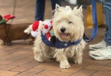 Festive pups brighten Mary Street