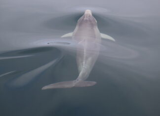 Friends with benefits – ‘dolphins with friends live longer, as do people’