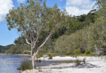 Court faces Aboriginal split on K’gari management