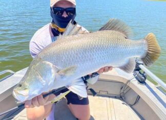 Scrapped barramundi laws reinstated