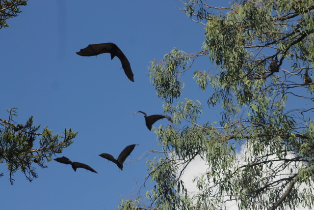 Farmers to retain ‘last resort’ fruit bat shooting rights