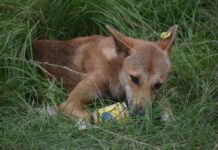 ‘Heartbreak’ over dingo cull