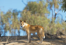 Traditional owners blast dingo kill