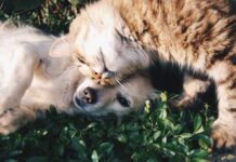 A Vet’s Guide to Viral Dog and Cat Behaviours: What They Really Mean