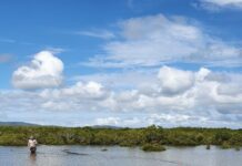 ‘Let them eat tilapia’: pest fish petition