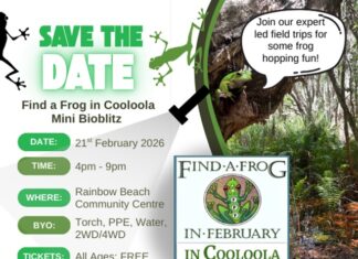Find a frog in Cooloola