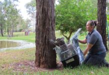 $44k for Gympie koala conservation