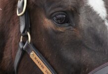 Ex-Gympie champion recalls Cup Diva