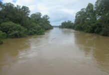 Cod and turtles cope with flood
