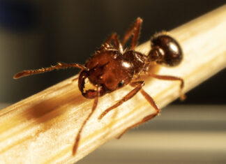 Burnback on tiny terror as ants march closer